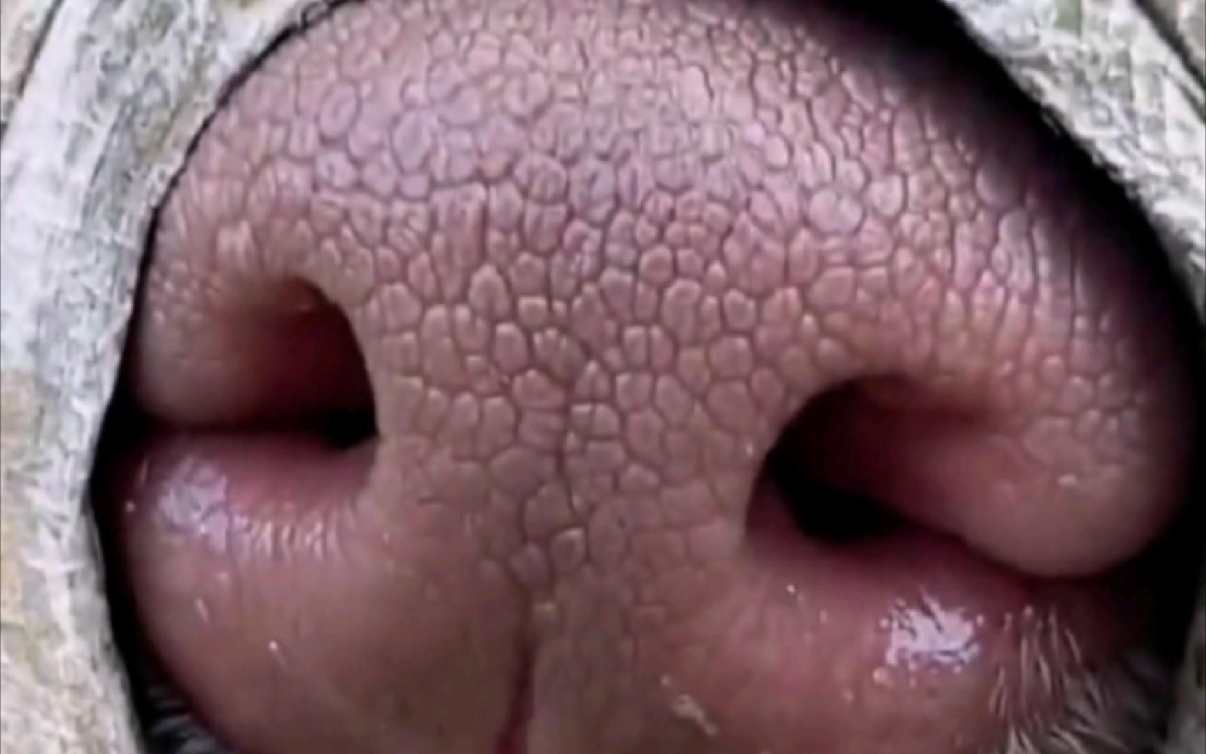 这是什么鼻。