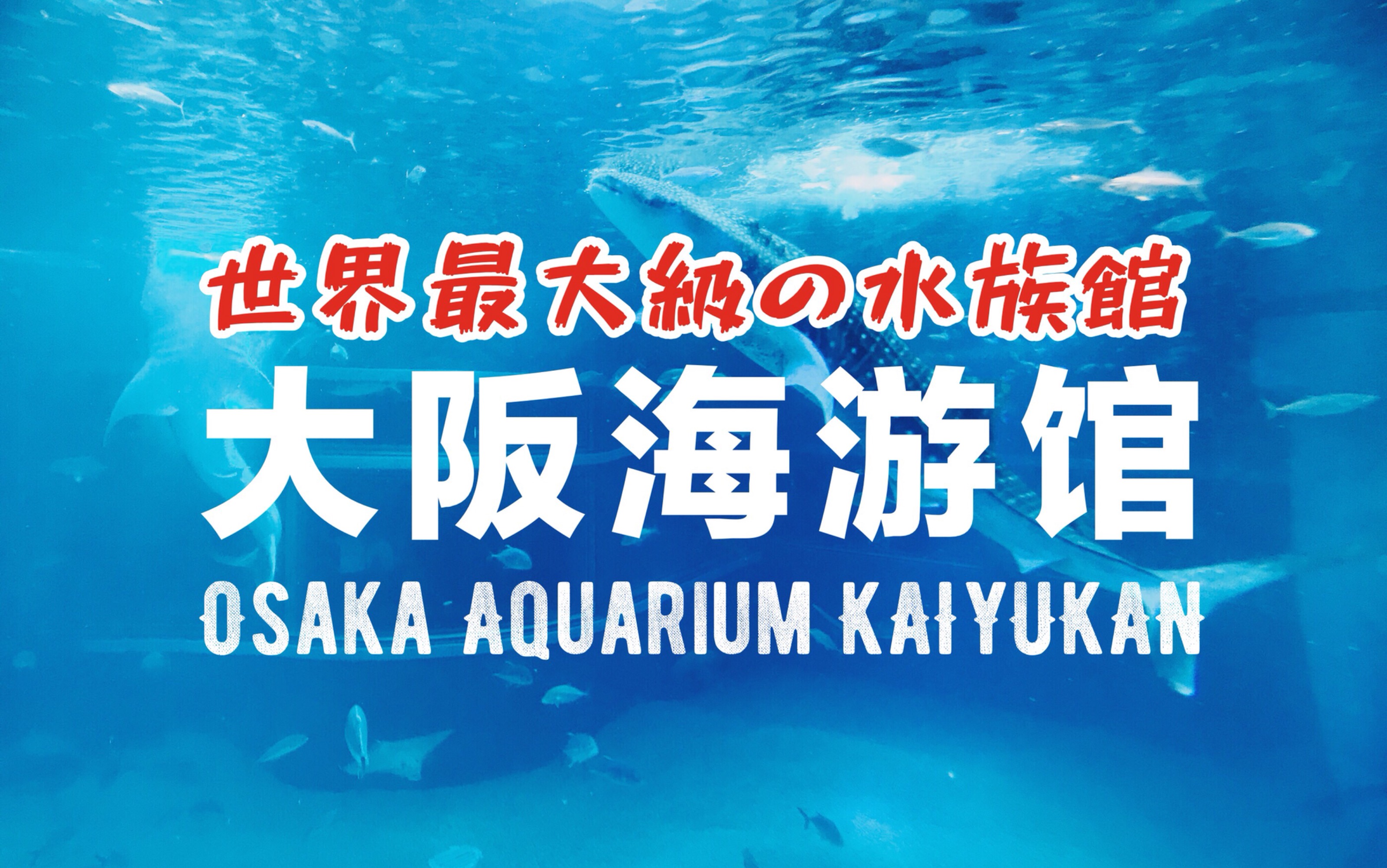 30天vlog挑战 Vlog 03 世界最大級の水族館是什么样 日本大阪海游馆vlog Osaka Aquarium Kaiyukan Vlog 哔哩哔哩 つロ干杯 Bilibili