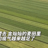 全国首个“吨半粮”示范区再交卷：小麦长势喜人，丰收在望