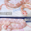 珊瑚雪白玉米蛇和雪白玉米蛇
