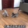 发情12天的灰泰迪来借配，一见面就迫不及待的玩，真是一刻也不等