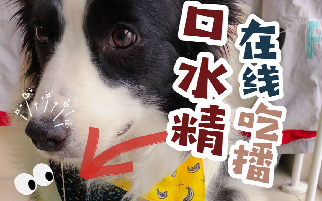 【边境牧羊犬】高材生被🐫肠馋到无法自控😄