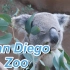 美国圣地亚哥动物园  敲可爱！
