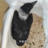 皮包骨头的小乌鸦，这是多少天没吃过饱饭了， 太能吃了！