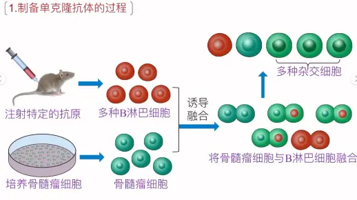 单克隆抗体的制备