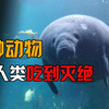 盘点被人类吃到灭绝的动物，从50亿只到一只不剩，仅用了百年时间