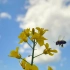 空镜头视频 油菜花蜜蜂春天蓝天白云 素材分享