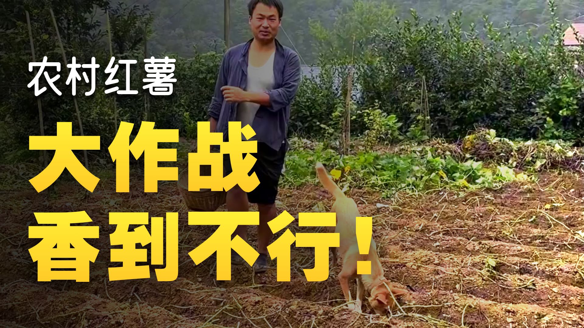 这红薯根本挖不完。今天不做饭给爸妈安排擂茶配各种小吃