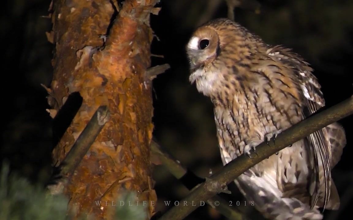 灰林鸮. 森林中优美空灵的鸣叫