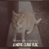 【Super 8mm 胶片Vlog】⑫ 200T/7213 三月科技城野餐 与 艺圃的猫 BOLEX 160
