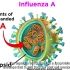 一个视频带你了解常见流感病毒【流行性感冒(流感)Influenza (The Flu)】流感病毒【双语】