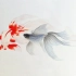 【彩铅手绘】传统金鱼十二红文鱼与蓝文鱼