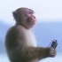 猴子听音乐的表情包竟然出自这个索尼广告