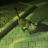 上海普陀区长风公园夜晚一棵梧桐树旁窜出一只很想和人类互动喵喵喵叫的小猫咪，2021-10-24