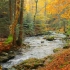 【自然&放松】秋季的森林（自然声音）Autumn Forest - Relaxing Nature Video & Ri