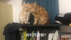 f6e27861b4b00d659b2ea2ea34cfce36040ccd2e.jpg@280w_158h_1c_100q.jpg
