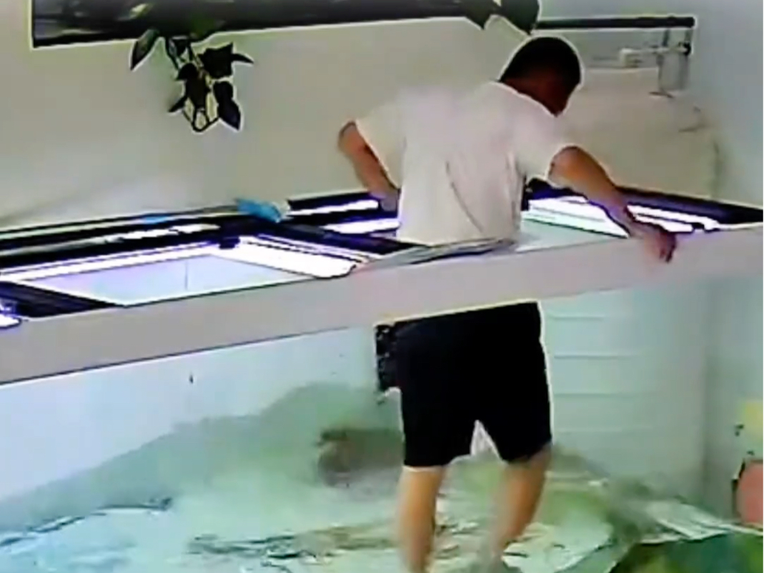 4月4日，山东滨州。男子刷鱼缸 放水过低，造成1米7长的巨骨舌鱼受到惊吓：他威力太大，把瓷砖撞坏，吓我一跳