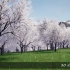 UE商城素材 CHERRY TREE – SAKURA 樱花树-樱花