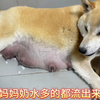狗妈妈奶水多的都结块了，幼犬们根本吃不完，狗妈难受的一动不动