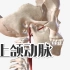 【解剖】上颌动脉3D动画来了！包含分段、分支及记忆口诀 | 人体解剖学