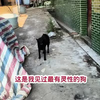 老爷爷捡回来的小狗，长大以后才发现，原来它是有灵性的 这是我见过最最有灵性的土狗没有之一