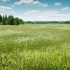 【麦浪声】夏日田野 | 大自然的声音| 自然白噪声 | 风吹麦田 | 治愈向 | 助眠