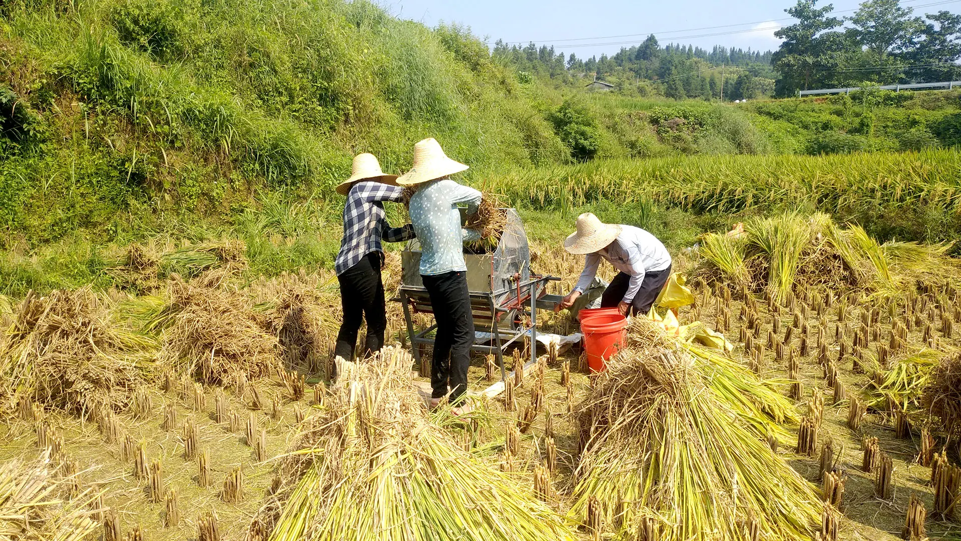 新型打谷机全村人的希望 收稻谷再也不用那么累 简直是收稻子神器