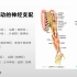 系统解剖学-周围神经系统之臂丛的桡神经和上肢运动感觉的神经支配