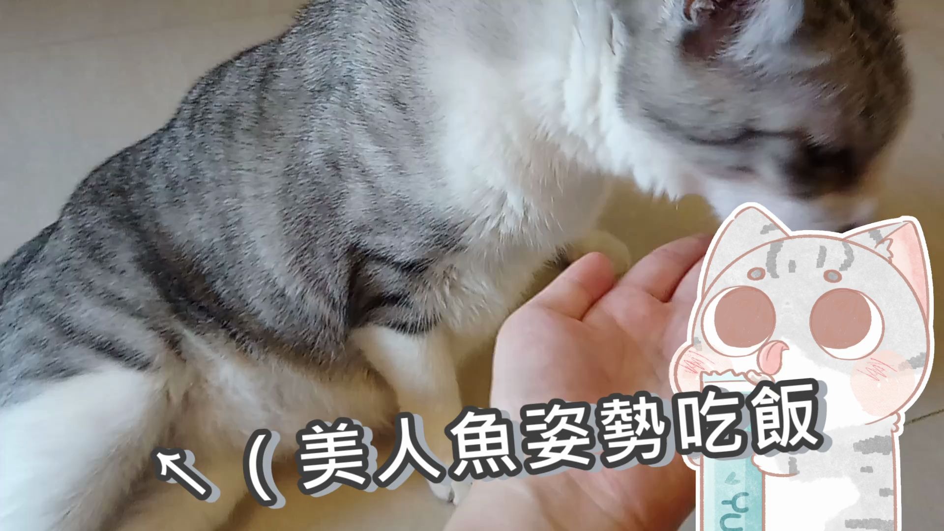 用肉泥征服家中顽皮猫