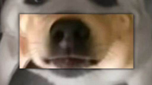 大狗大狗叫叫叫！！！