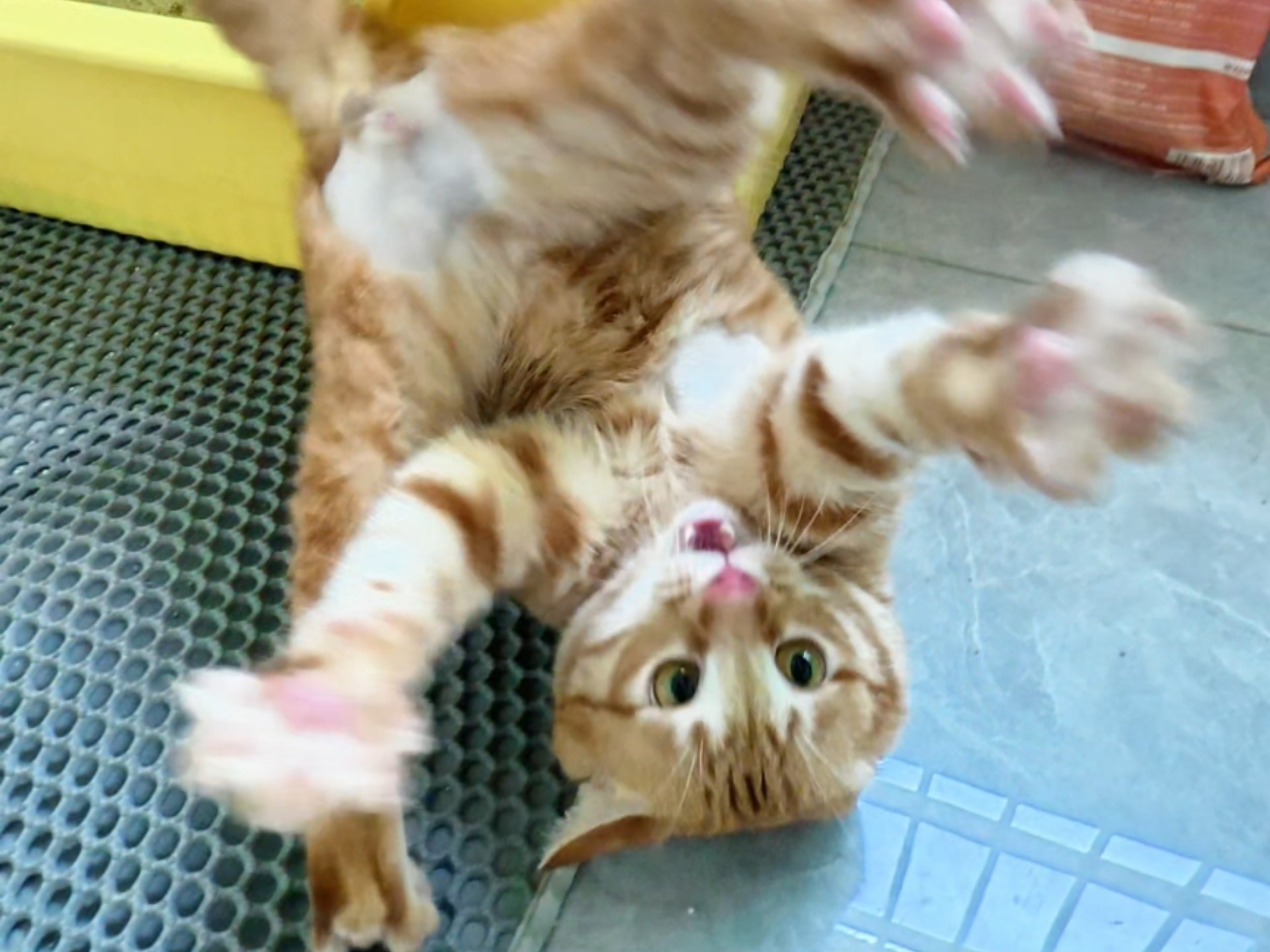 这种小猫最好玩了