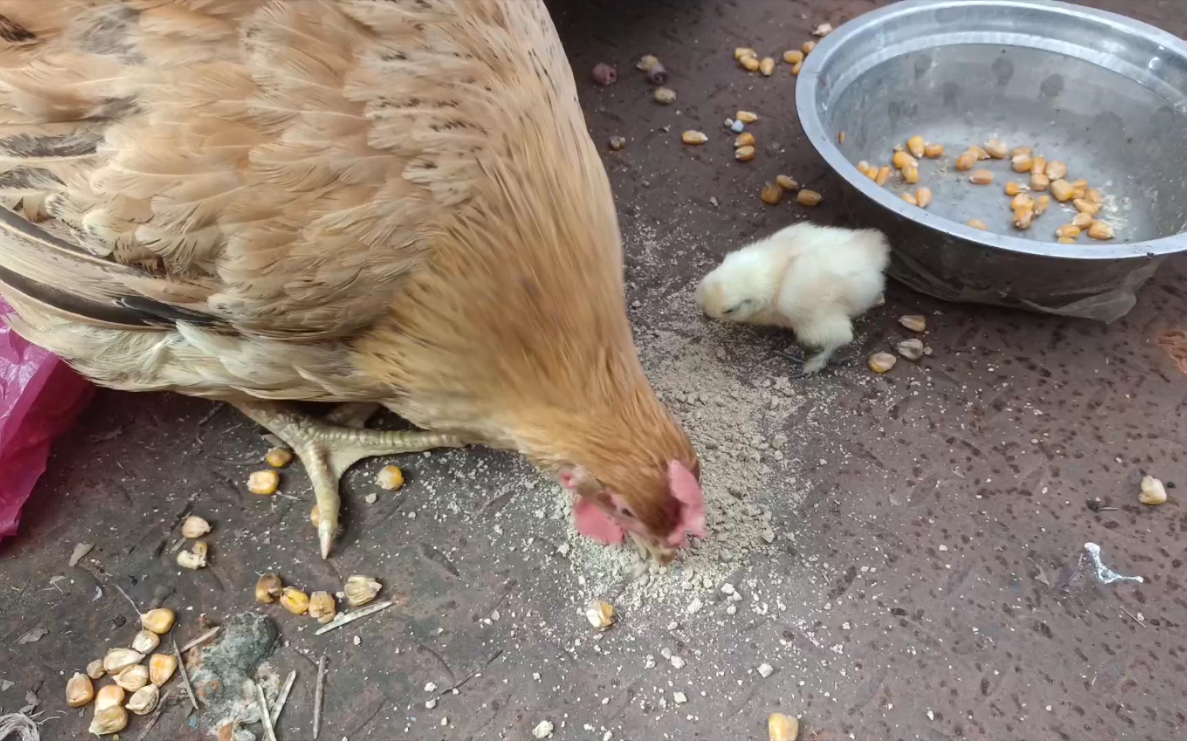 小鸡已经清楚母鸡的声音代表什么了