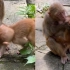 猴子妈妈陪小猴子玩耍，十分耐心不停亲吻，网友：母爱不分物种