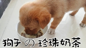 便宜小狗20元以下在哪买 f79924137b056ce5cc8e5a829fd19eb2bff6ca59.jpg@280w_158h_1c_100q.jpg