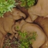 COP15大会开幕式短片《象“往云南”》英文版，这是一个关于爱与包容的故事。用珍贵的镜头记录了16头野生亚洲象走出它们的