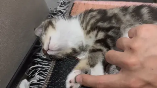 猫咪：怎么睡个觉还有人挠脚心的