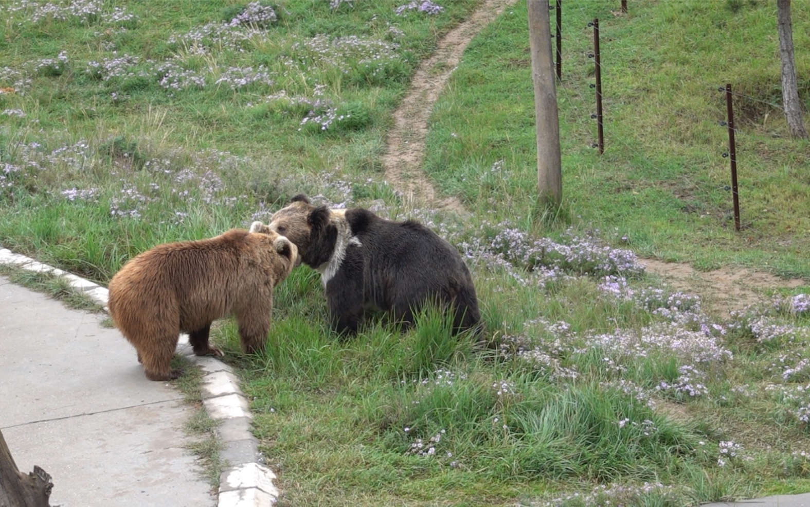 欧洲棕熊和西藏棕熊的对决