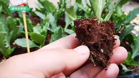 几月份扦插长寿花成活率高 f8258d3c4329f39a9fcc8517d515b768c5941039.jpg@480w_270h_1c