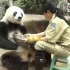 大熊猫年纪大了，吃饭都是饲养员一口一口的喂，好暖啊