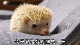 刺猬视频全集 f8386f4f83410f188db952496510671b2510f0ef.jpg@280w_158h_1c_100q.jpg