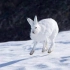 世界上最快的兔子什么样？当北极兔站起来跑，豹子都追不上它！