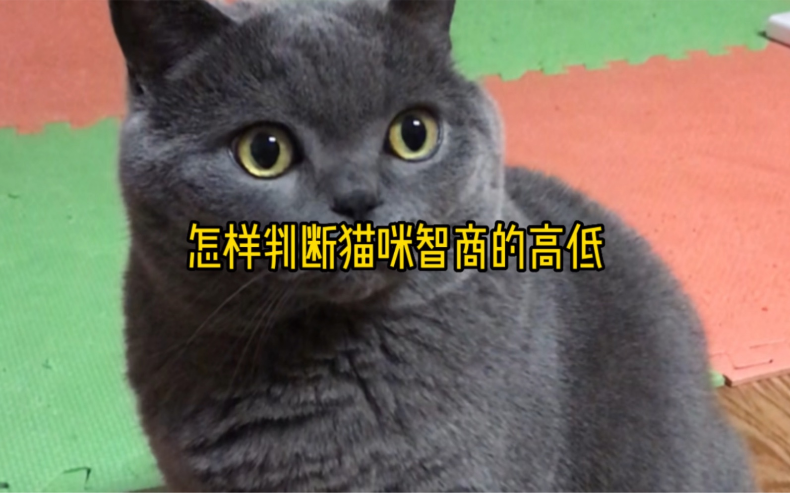 怎样判断猫咪智商高低