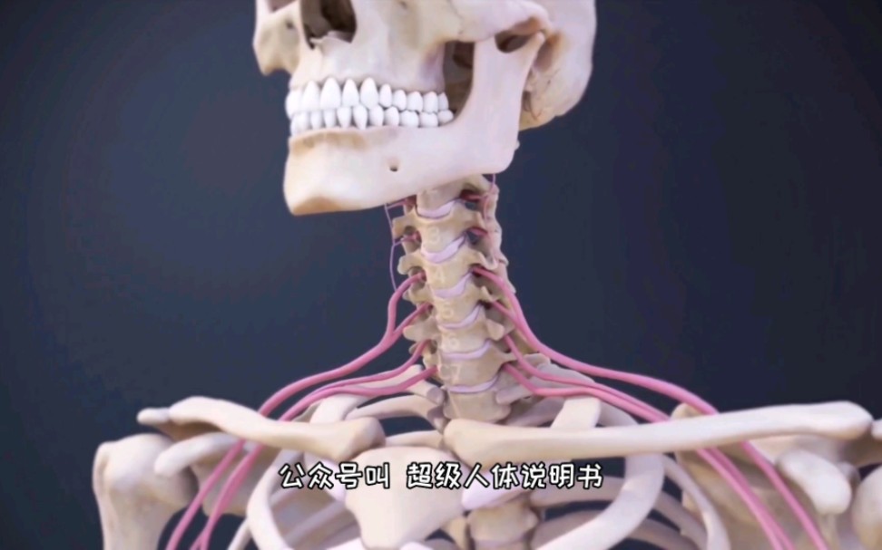 原理这么简单，颈椎病的病因和治疗，3D演示。。