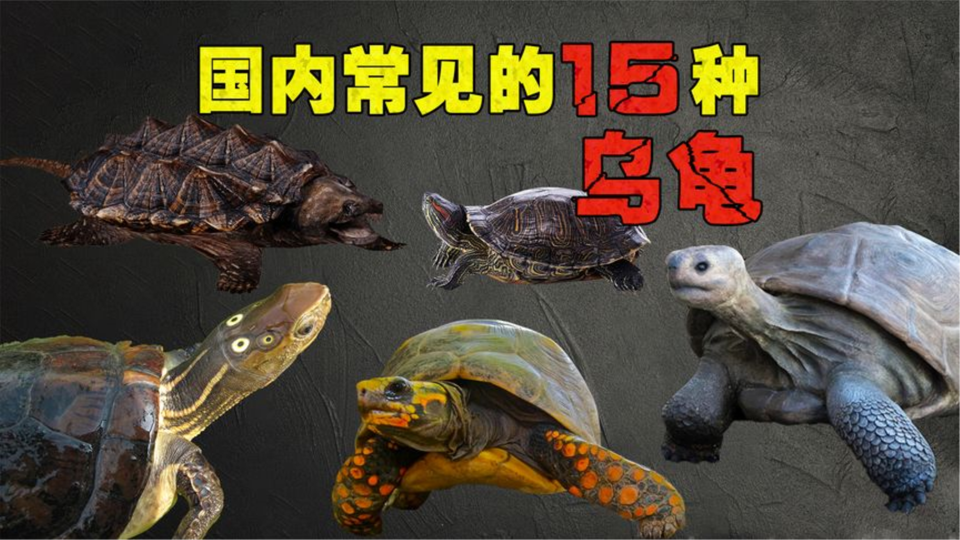国内15种常见的乌龟，河边经常会遇到，你能认清哪几种？