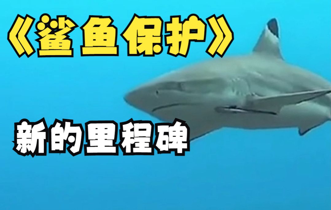 鲨鱼保护进入新的里程碑！保护动物，敬畏自然