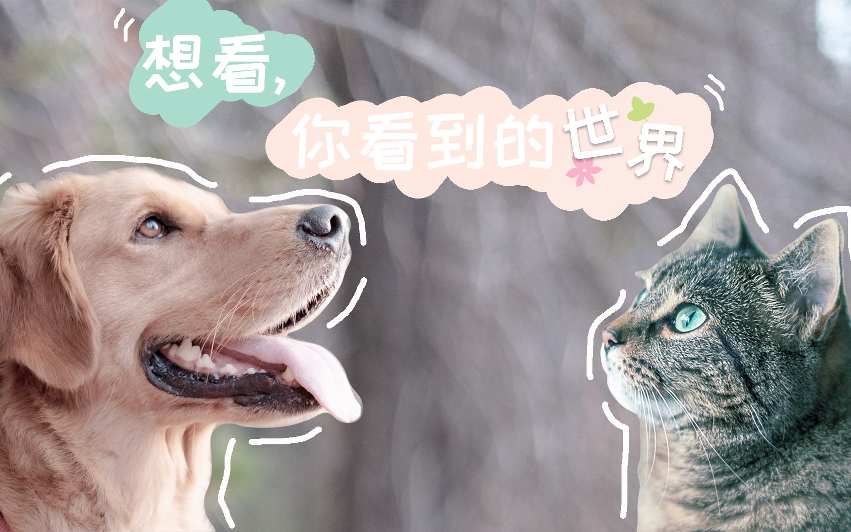 猫咪是近视眼狗狗是色盲猫狗眼中的世界和我们的究竟有什么不同5个有