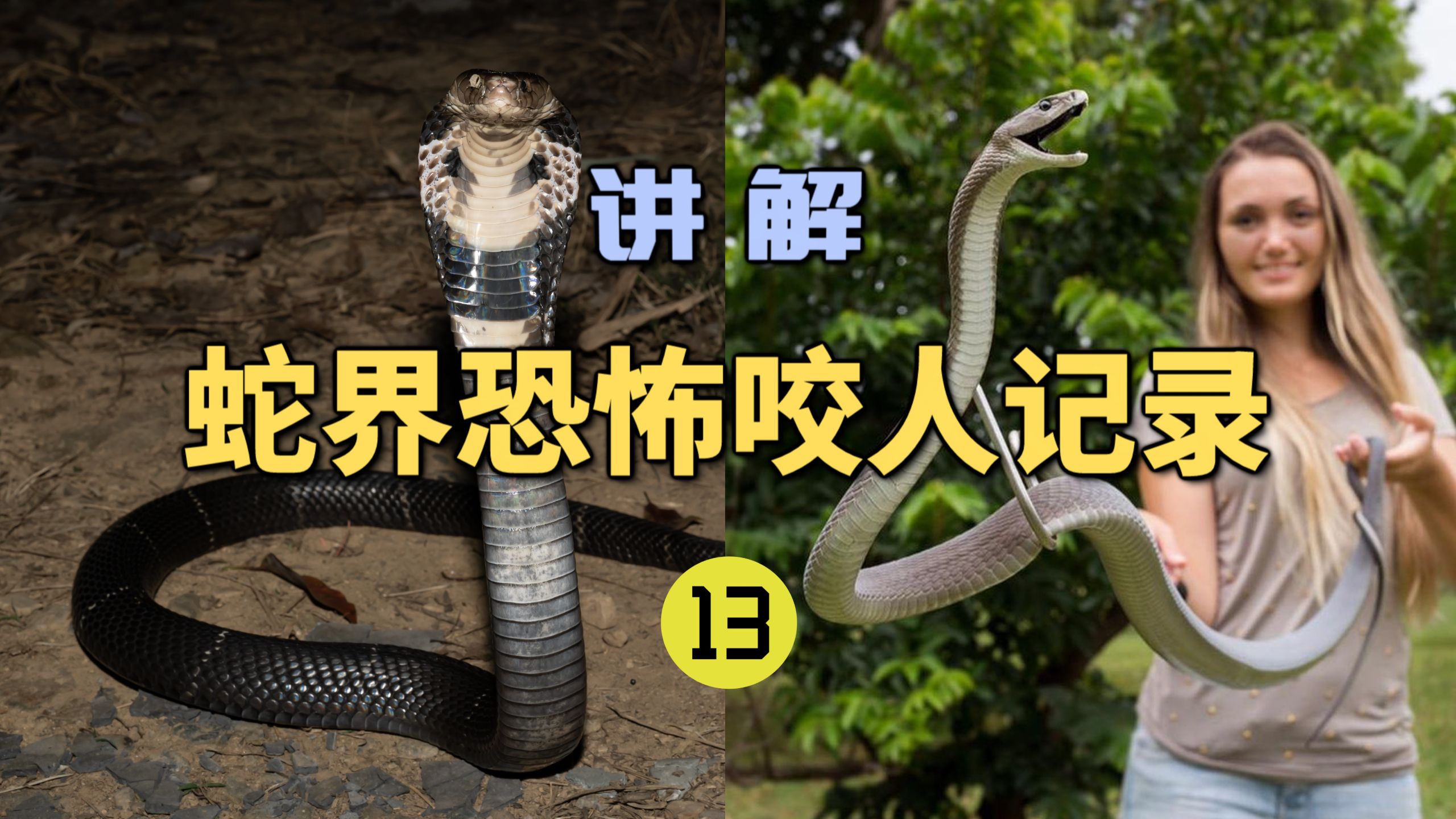 男子用眼镜蛇泡酒被咬伤！3个小时人就不行了？医院还没有血清！真实种类成谜？