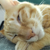 小猫咪睡着了，快抠他的黑下巴