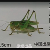 泰国盾螳（公）vs暗褐蝈螽