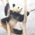 如果你找不到大熊猫，记得抬头望一望